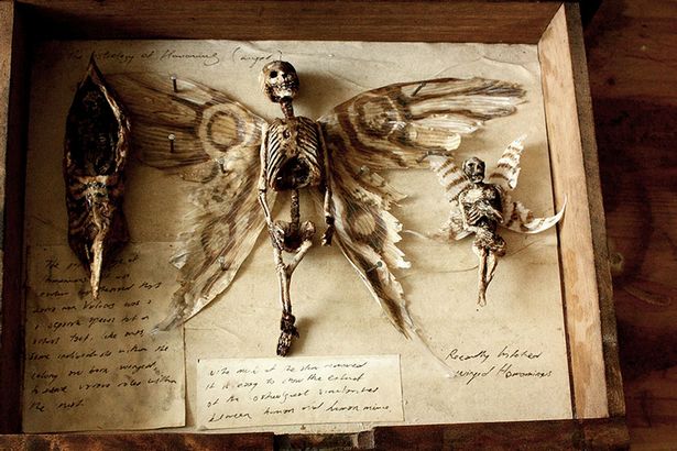Mystery of winged tiny ‘human skeletons’ found in basement of old London house